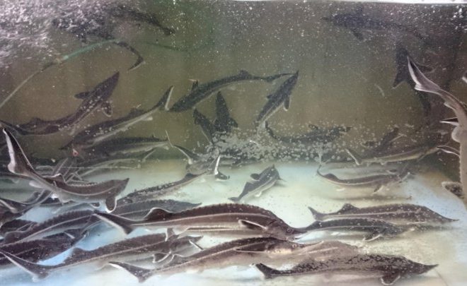 Живая рыба для зарыбления: как выбрать, подготовить и успешно выпустить в естественную среду