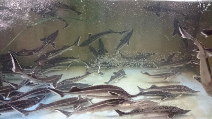 Живая рыба для зарыбления: как выбрать, подготовить и успешно выпустить в естественную среду